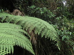 Lophosoria quadripinnata