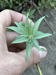 Eucephalus ledophyllus