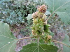 Xanthium orientale