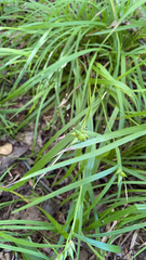 Carex intumescens