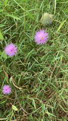 Cirsium discolor