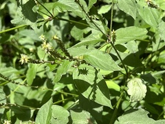 Achyranthes japonica