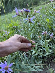 Eucephalus ledophyllus