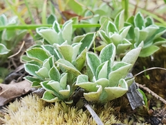 Antennaria howellii