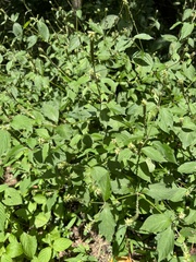 Achyranthes japonica