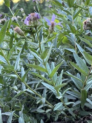 Eucephalus ledophyllus