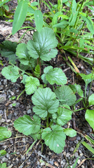 Geum macrophyllum