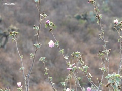 Phymosia pauciflora