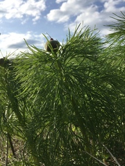 Paeonia tenuifolia