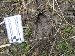 Odocoileus hemionus columbianus