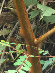 Lophosoria quadripinnata