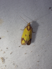 Agapeta zoegana
