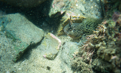 Hypsoblennius gentilis