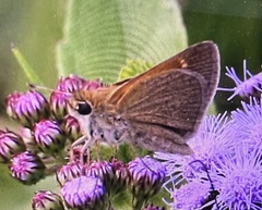 Polites themistocles