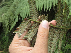 Lophosoria quadripinnata