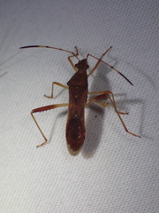 Megalotomus