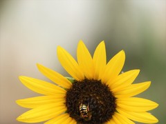 Dianthidium
