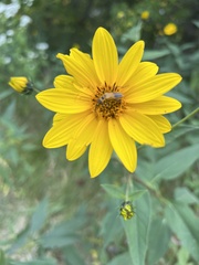 Helianthus hirsutus