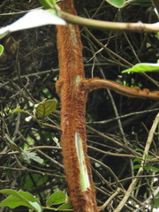 Lophosoria quadripinnata