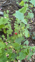 Ribes rubrum