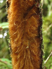 Lophosoria quadripinnata