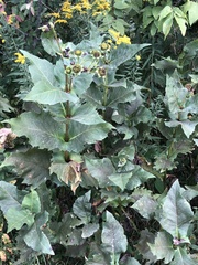 Silphium