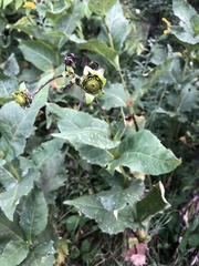 Silphium