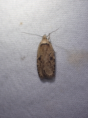 Agonopterix