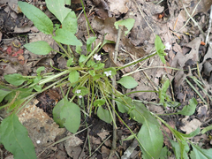 Claytonia perfoliata
