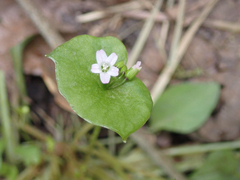 Claytonia perfoliata