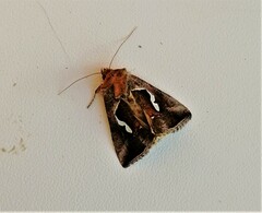 Macdunnoughia confusa