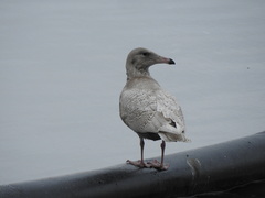 Larus hyperboreus
