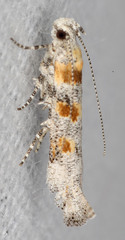 Gnorimoschema octomaculella