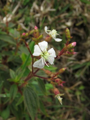 Chaetogastra ciliaris
