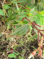 Chaetogastra ciliaris