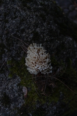 Sebacina schweinitzii