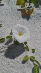 Ipomoea imperati
