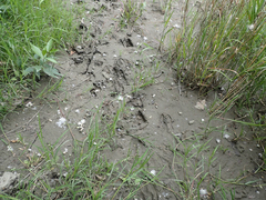 Odocoileus hemionus columbianus