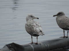 Larus glaucescens × hyperboreus