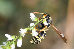 Polistes dominula