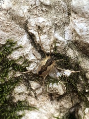 Mitopus