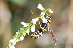 Polistes dominula
