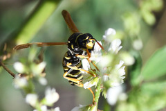 Polistes dominula