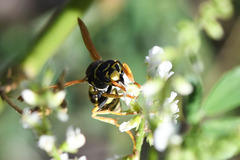 Polistes dominula