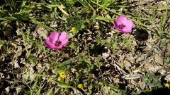 Modiolastrum gilliesii