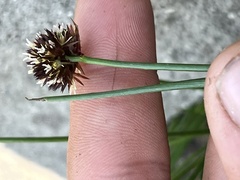 Juncus mertensianus