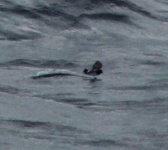 Fregetta grallaria