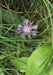 Centaurea