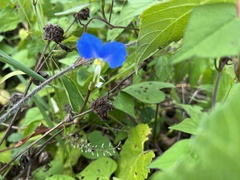 Commelina communis
