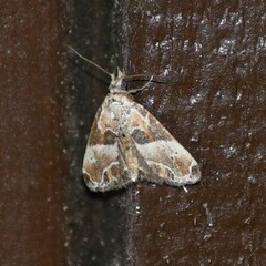 Neodavisia melusina